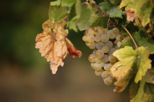 Seminar iz Interakcije usmjerene na temu